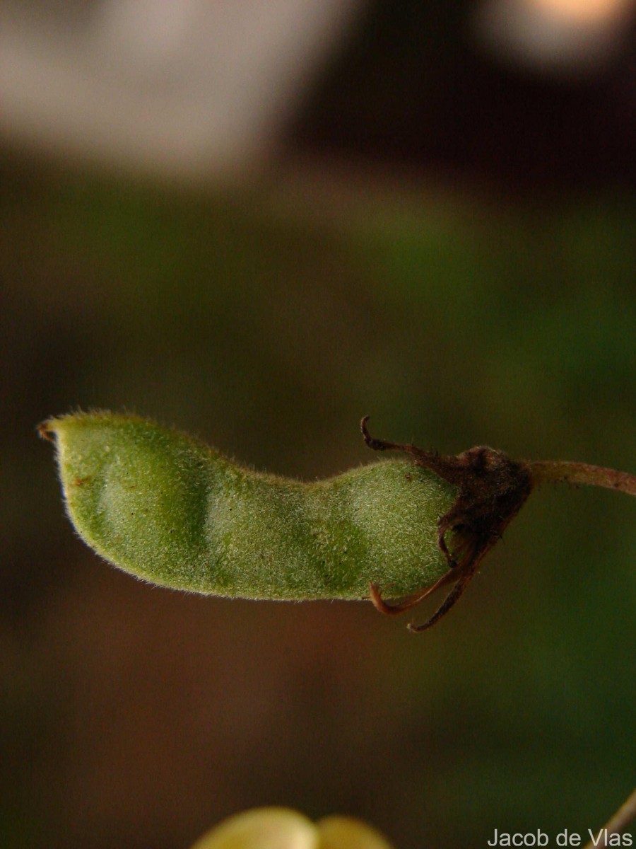 Cajanus rugosus (Wight & Arn.) Maesen